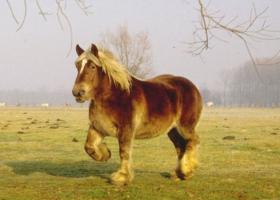 Амуниция для лошадей и всадников: обзор снаряжения Снаряжение для управления лошадью